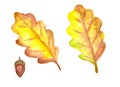 Two beautiful yellow oak leaves and an acorn.