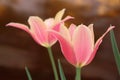 Paradise. Tulip flowers Royalty Free Stock Photo