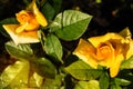 Two beautiful yellow roses blooming in a garden background of green leaves and stems, the concept of postcards Royalty Free Stock Photo