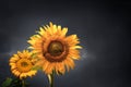 Two beautiful yellow sunflowers on a dark grey background. Royalty Free Stock Photo