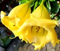 two beautiful yellow trumpet flowers