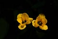 Two beautiful yellow tulips on a black background. Large buds of tulips opened in the sun. Royalty Free Stock Photo