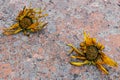 Two yellow withered gazania flowers on a background with colored mold