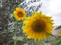 Two yellow, beautiful and young sunflowers together a sunflower farm Royalty Free Stock Photo