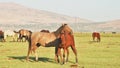 Two beautiful yilki horses cuddle outdoors in field in Hormetci village ,Turkey