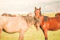 Two beautiful yilki horses cuddle outdoors in field in Hormetci village