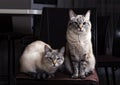 Two beautiful young blue-eyed pets cats female and male close up looking to camera. Low-key lighting. Dark home interior Royalty Free Stock Photo