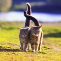 Two beautiful young cats walk in a Sunny meadow on a clear spring day raising their tails