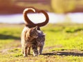 two young cats walk in a Sunny meadow on a spring day raising their tails and wrapping them in the shape of a heart Royalty Free Stock Photo