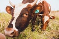 Two beautiful and young cows eat grass on the field. Cows live on a farm.