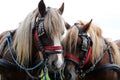 Two beautiful young farm horses on animal farm Royalty Free Stock Photo