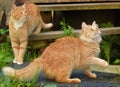 Two beautiful young ginger cats in the summer garden