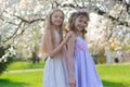 Beautiful young girls with blue eyes in a white dresses in the garden with apple trees blosoming having fun and enjoying smell of Royalty Free Stock Photo