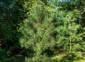 Two beautiful young pines possibly black pine Pinus Nigra and Pinus sylvestris. Green shoots on branches in spring garden