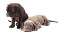 Two beautiful young puppies italian mastiff cane corso 1 month