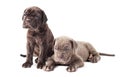 Two beautiful young puppies italian mastiff cane corso