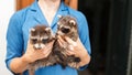 Two beautiful young raccoons in female hands.