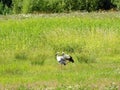 Two young stork birds in meadow, Lithuania