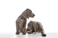 Two beautiful young Weimaraner dogs posing isolated over white background. Royalty Free Stock Photo