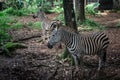 Two beautiful Zebra with black and white striped standing near a tree photo taken in Ragunan zoo Jakarta Indonesia Royalty Free Stock Photo