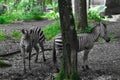 Two beautiful Zebra with black and white striped standing near a tree photo taken in Ragunan zoo Jakarta Indonesia Royalty Free Stock Photo