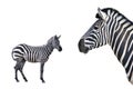 two beautiful zebra isolated on white background Royalty Free Stock Photo