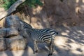 Two beautiful Zebra in zoo. zebras Royalty Free Stock Photo