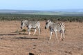 Two beautiful zebras in Addo Elephant Park in Colchester, South Africa Royalty Free Stock Photo