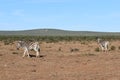 Two beautiful zebras in Addo Elephant Park in Colchester, South Africa Royalty Free Stock Photo