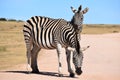 Two beautiful zebras in Addo Elephant Park in Colchester, South Africa Royalty Free Stock Photo