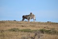 Two beautiful zebras on a meadow in Addo Elephant Park in Colchester, South Africa Royalty Free Stock Photo