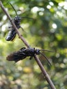 Two beautifull black wild insect flies resting in opposite directions on a twig.