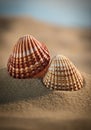 Two beautifully patterned seashells resting on sandy beach Royalty Free Stock Photo