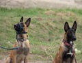 two beauty Belgian Malinois dogs Royalty Free Stock Photo