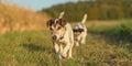 Two cute jack russell terriers dogs are walking alone on a path next to corn fields in autumn. both dogs are old 13 and 10 years Royalty Free Stock Photo