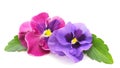 Two beauty violets Royalty Free Stock Photo