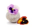 Two beauty violets with pebble Royalty Free Stock Photo