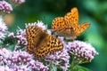 Two beautyful butterflies on flowers meadow Royalty Free Stock Photo