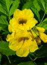 Two beautyful yellow tropical flower head close up Royalty Free Stock Photo