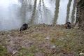 Two beavers on the riverbank