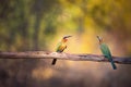 Two Bee Eater, probably juvenile white fronted bee eaters, perch on a wooden fence near the banks of the great Zambezi River