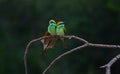 Two bee eaters on a bark Royalty Free Stock Photo