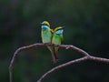 Two bee eaters on a bark