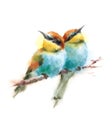 Two Birds Bee-eaters Looking in Opposite Directions Sitting on the Branch Watercolor Hand Painted Illustration