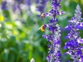 Two bee on lavender flowers. Royalty Free Stock Photo