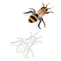 Two bee options: color and black and white. coloring animals and insects. line art and flat.