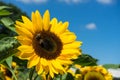 Two bee sitting on sunflower with blue sky Royalty Free Stock Photo