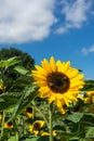 Two bee sitting on sunflower with blue sky Royalty Free Stock Photo