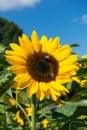 Two bee sitting on sunflower with blue sky Royalty Free Stock Photo
