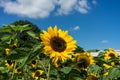 Two bee sitting on sunflower with blue sky Royalty Free Stock Photo